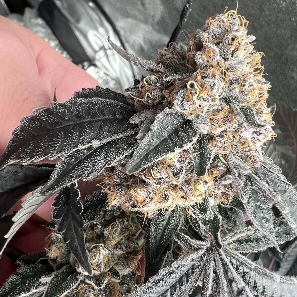 Permanent Marker cultivar