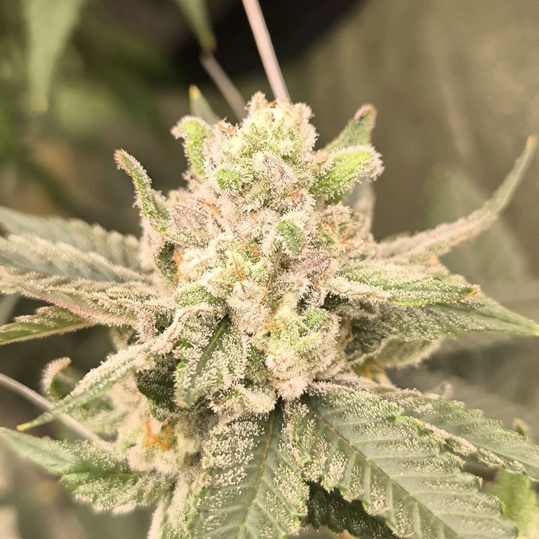 Wedding Sunset cultivar